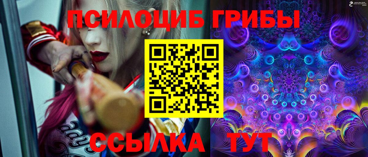 Сунжа  Псилоцибиновые грибы Psilocybine cubensis  Вход с VPN 